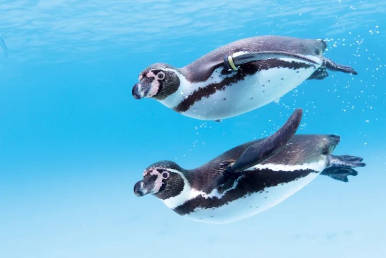 🐠 카사이 임해 수족원(카사이린카이스이조쿠엔) 이미지 6